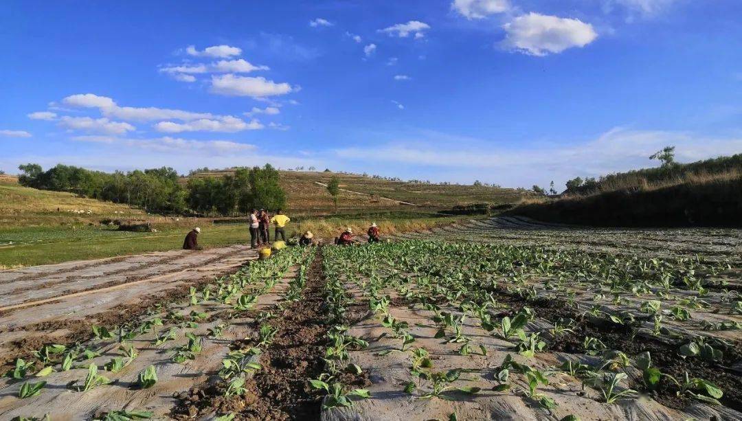 高峰乡:劳务输转的"铁杆庄稼"硕果累累
