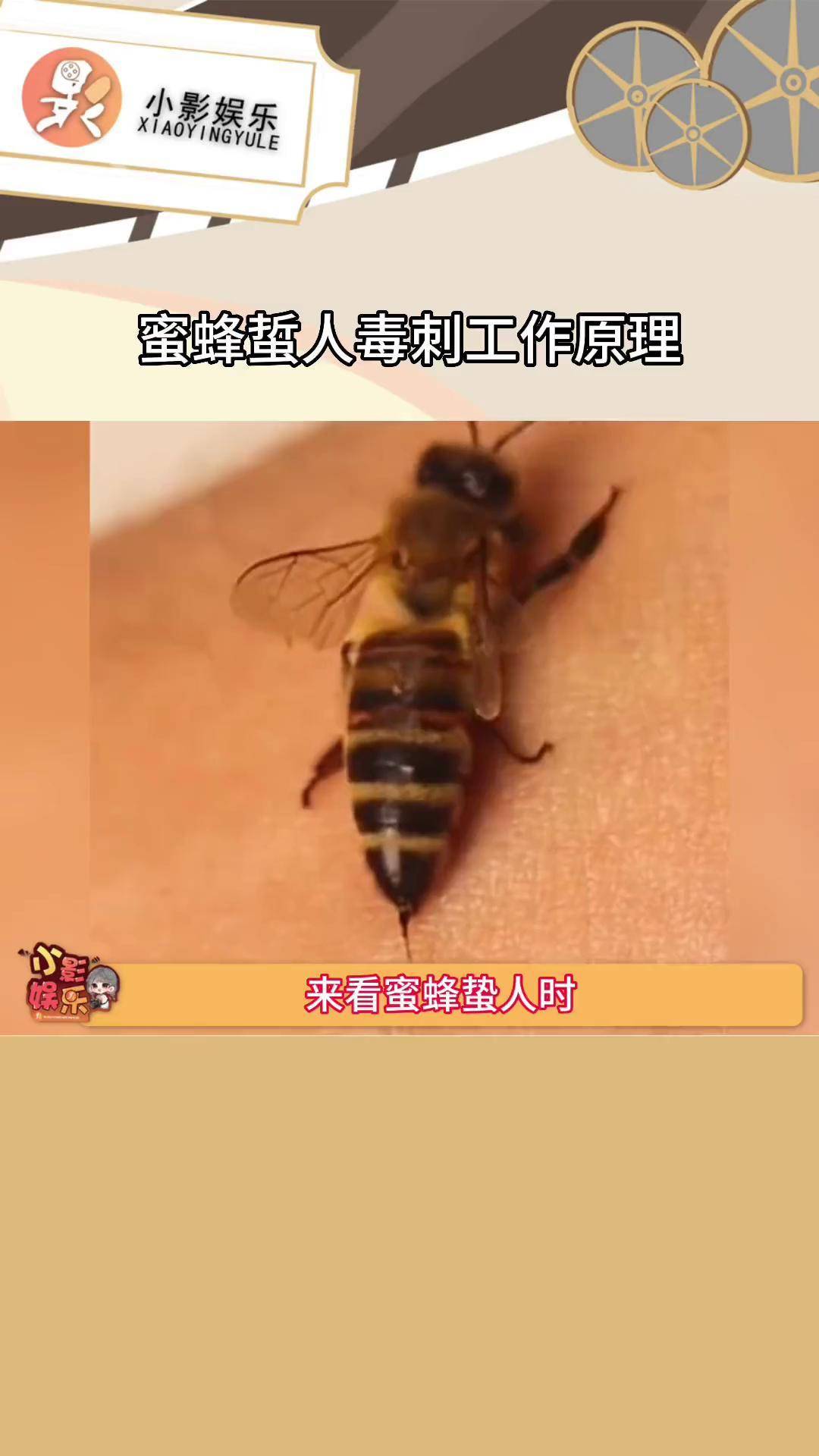 蜜蜂蜇人毒刺工作原理,像是发动机一样源源不断注入皮肤昆虫科普