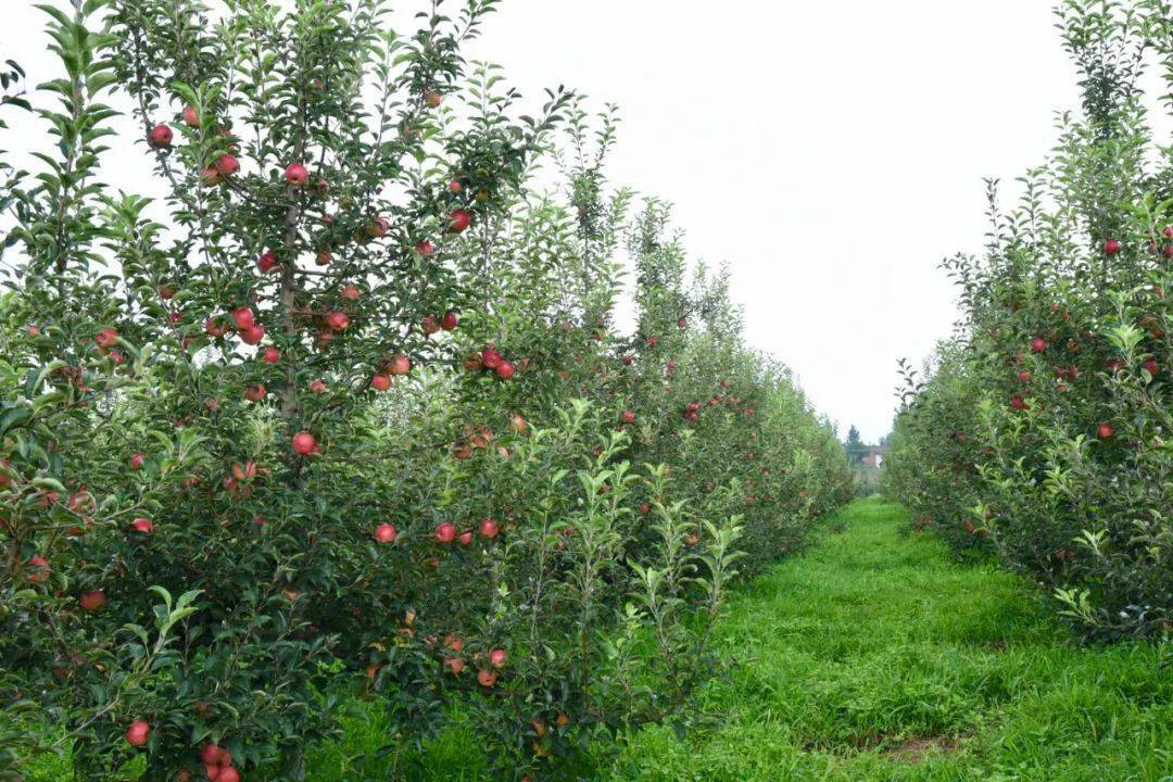 拯救盛夏胃口,还是得搞点甜脆开开胃_苹果_种植_昭通