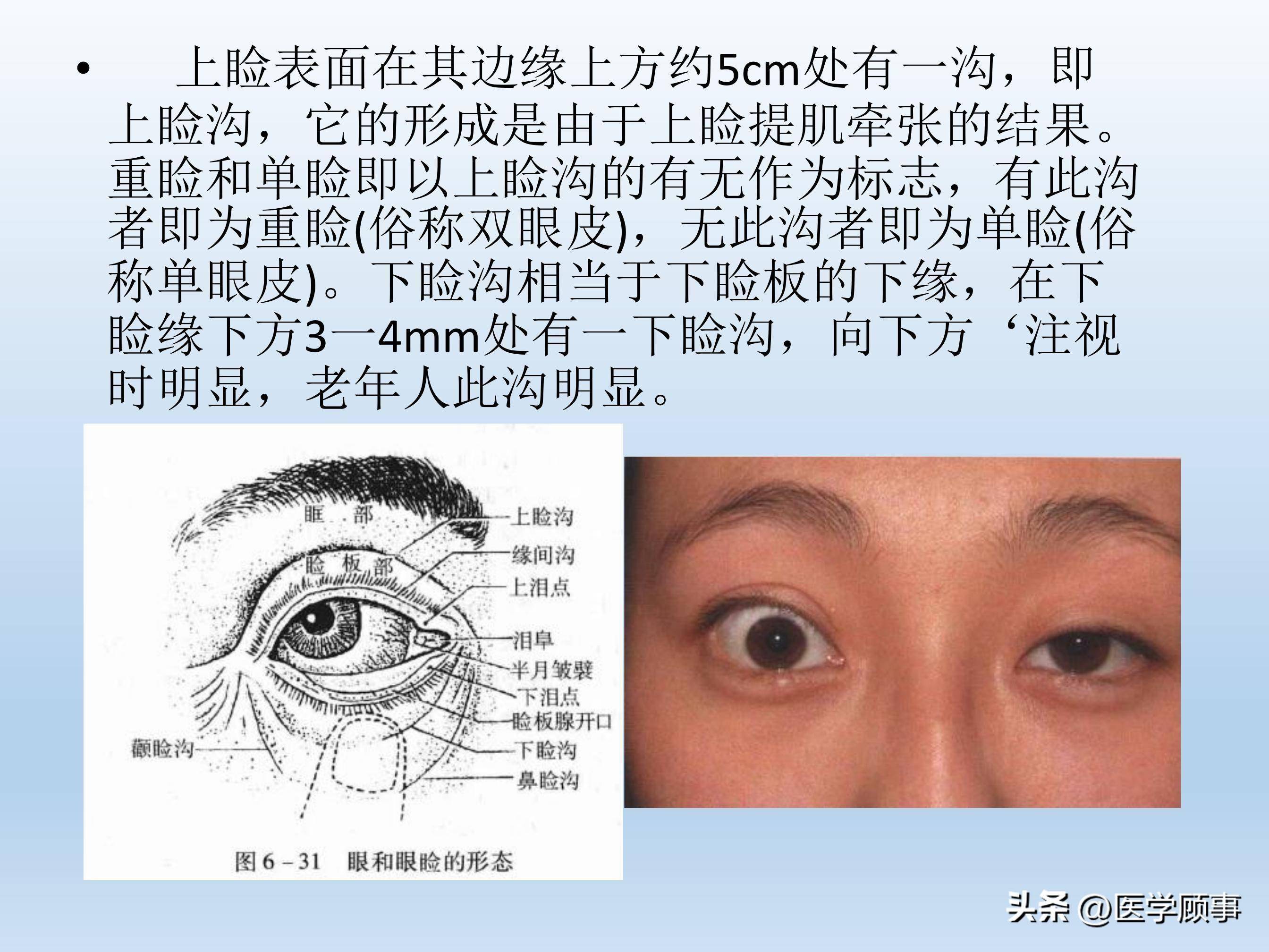 眼睛部位解剖结构