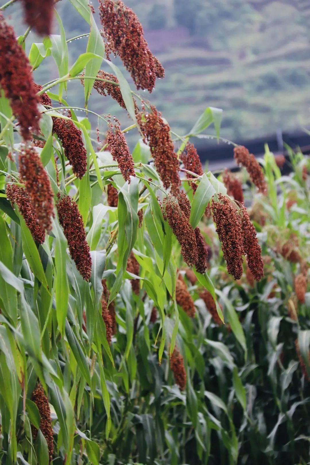 仁怀:高粱渐红,丰收在望_农人_穗子_大坝镇