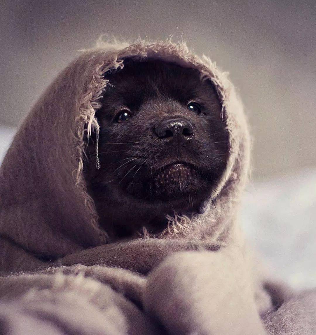 这种狗因为长相不吉利,被人嫌弃了几百年……_黑色_狗狗_黑狗