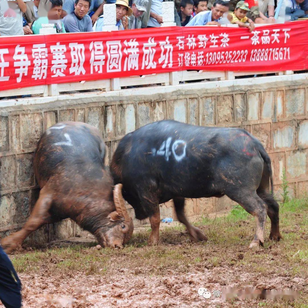 为荣誉而战——石林撒尼人的斗牛_比赛_大赛_水牛