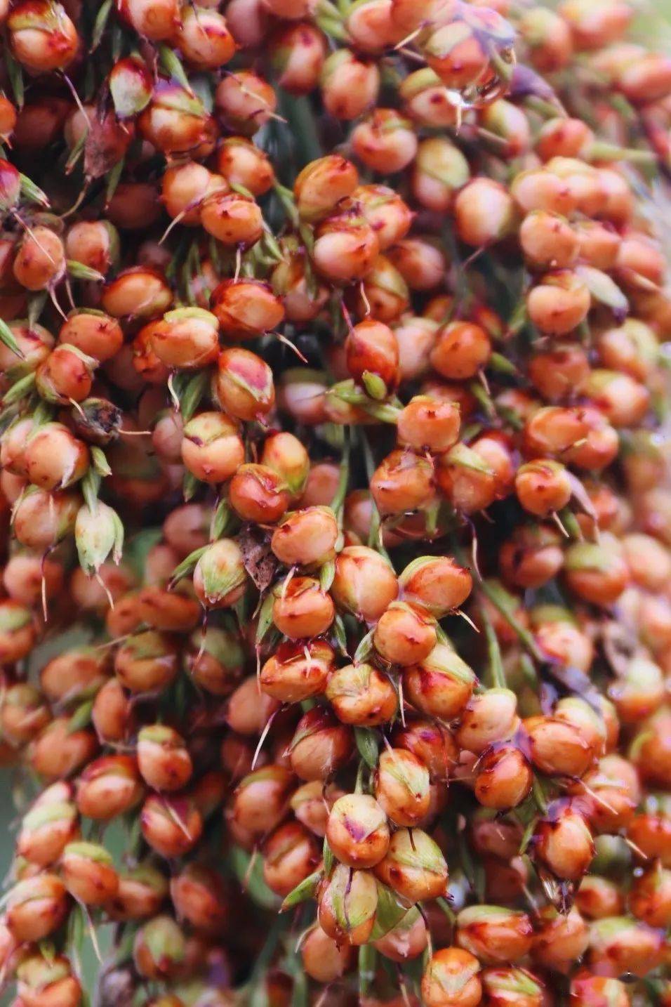 仁怀:高粱渐红,丰收在望_农人_穗子_大坝镇