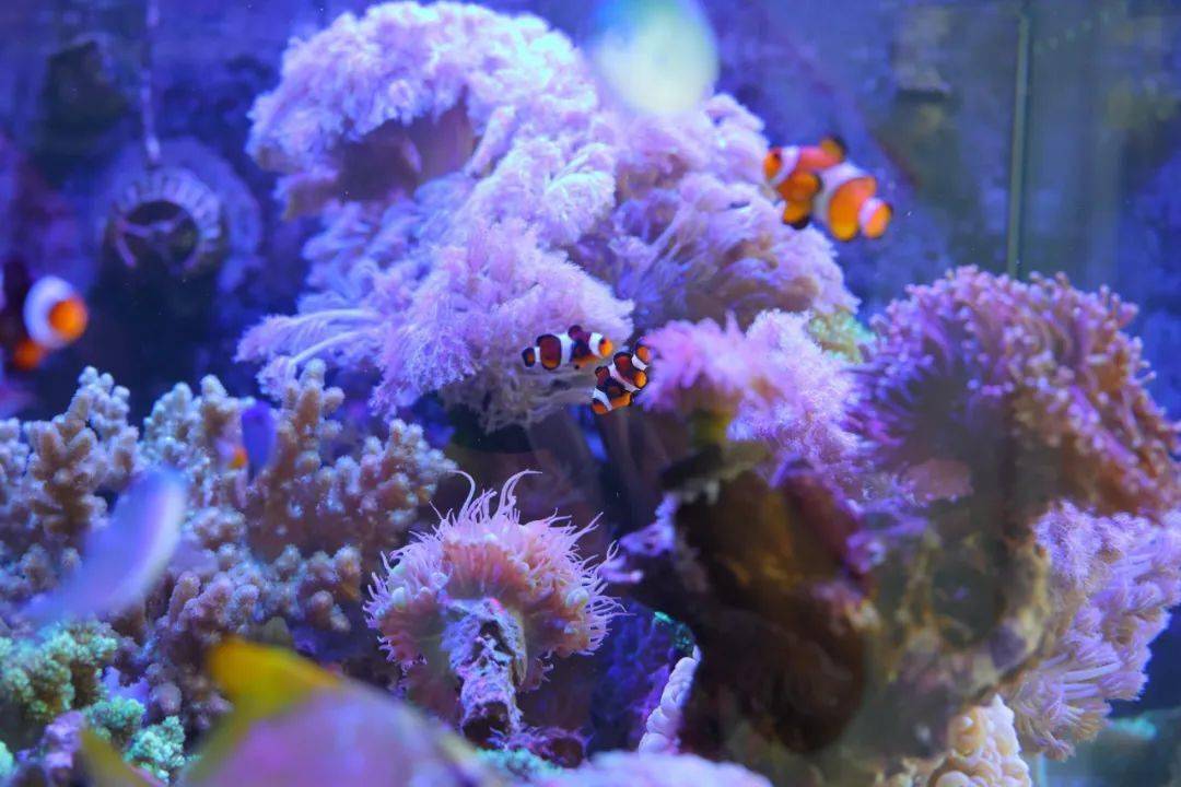 【蓬江风物】在街巷里,找到蓬江城央的迷你"海底世界"_伟宗_江门_花鸟