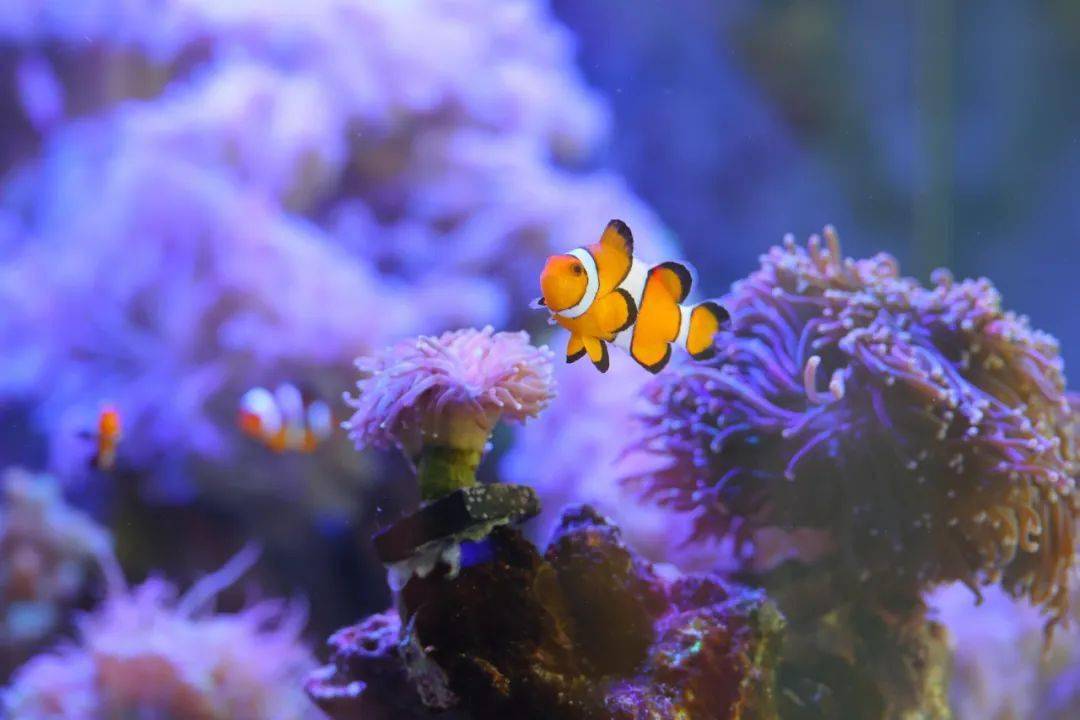 【蓬江风物】在街巷里,找到蓬江城央的迷你"海底世界"_伟宗_江门_花鸟