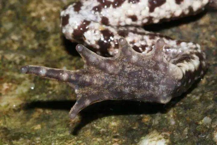 (脊椎动物学)期刊上正式发表"这种蟾蜍曾经被记录为隐耳溪蟾,这次我们