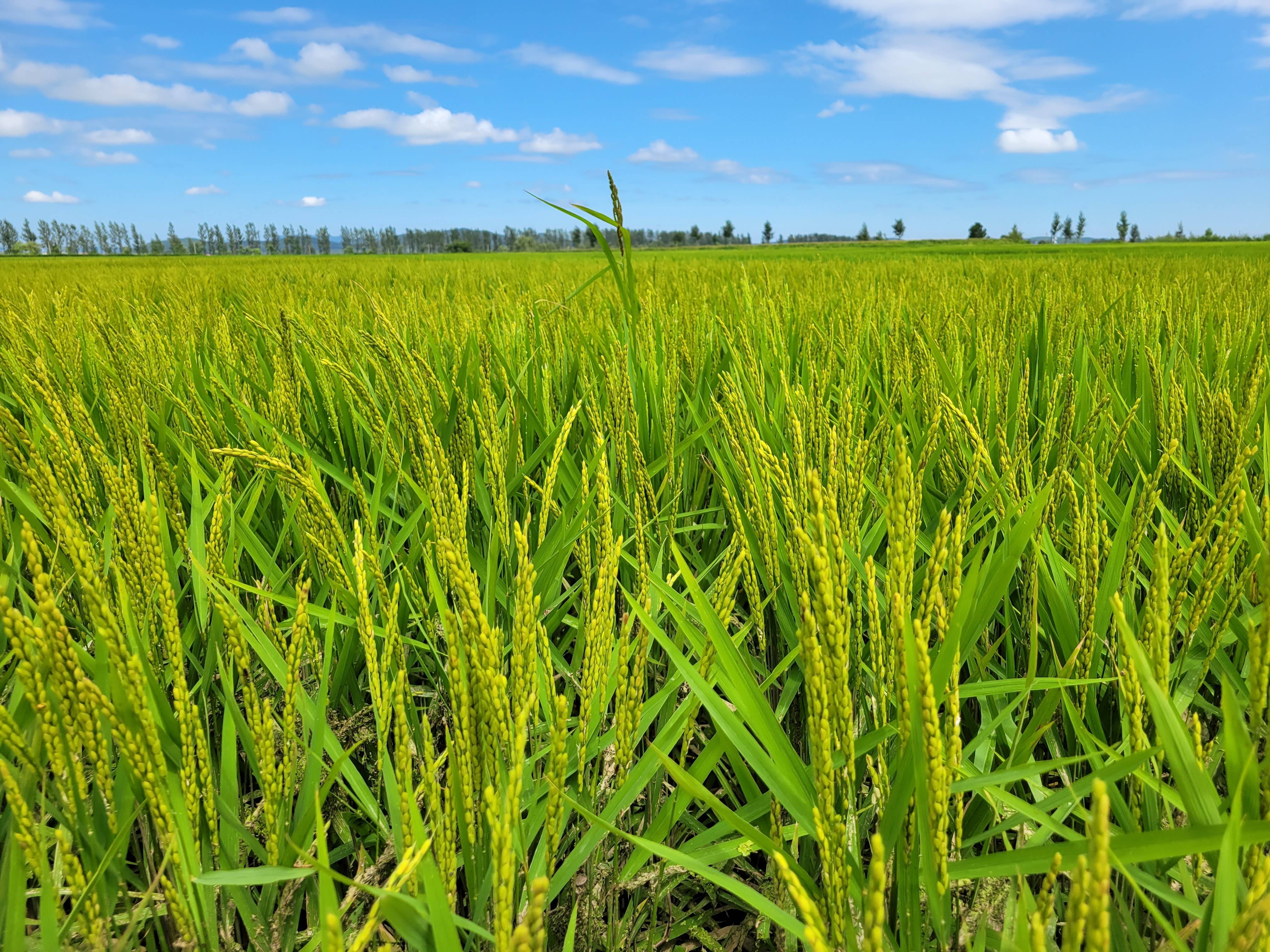 东北水稻生长周期表图片