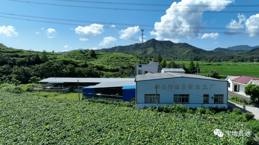 唐田镇:丝瓜络种出致富新丝路