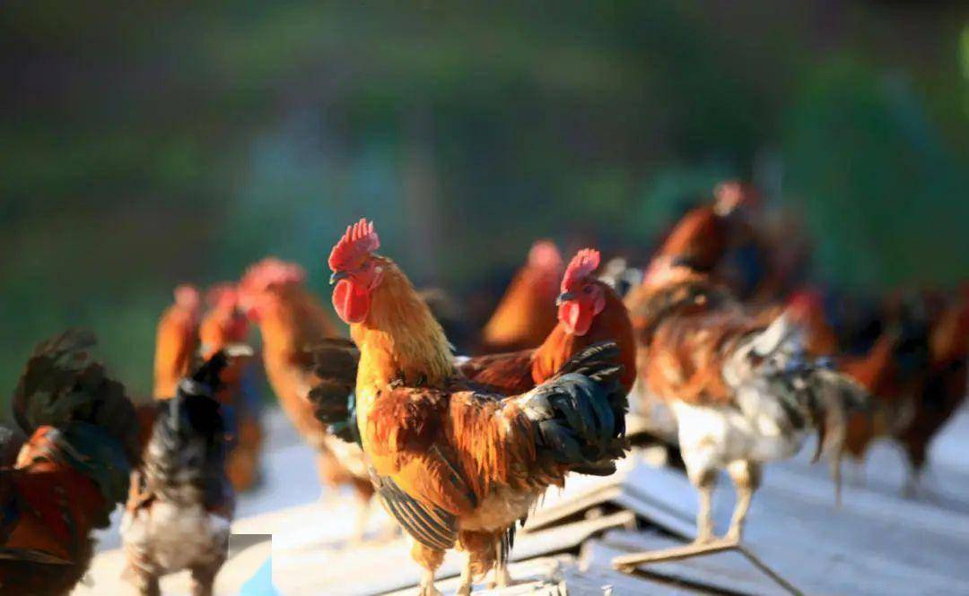 【"媒"好楚雄】《农民日报》聚焦武定壮鸡产业发展_养殖_云南_农业