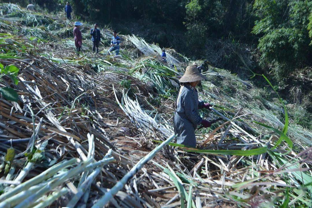 【乡村振兴】景谷碧安:稳步发展甘蔗产业 助推群众持续增收致富_碧安
