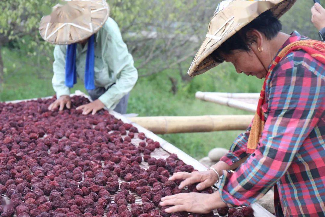 梧桐镇:李干飘香"晒"丰年_李果_李咸_农户