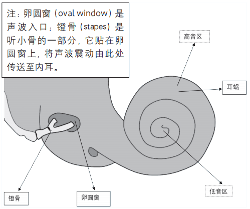 卵圆窗膜和圆窗膜图片图片