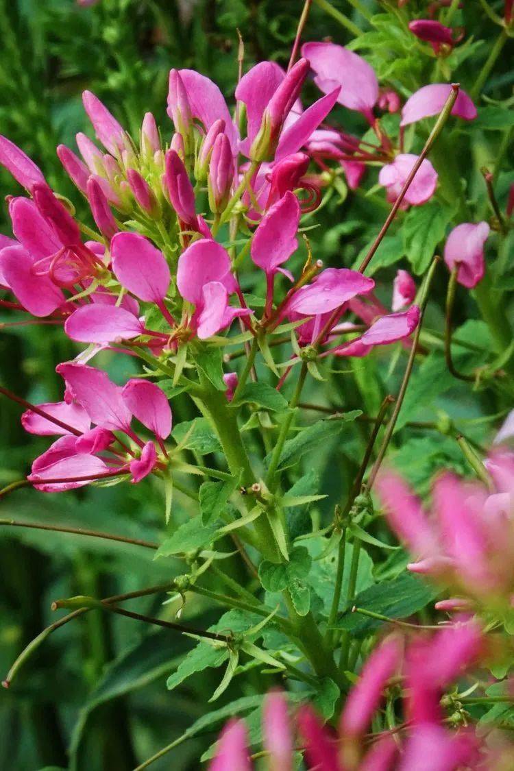 醉蝶花的花语是神秘,它的花朵在傍晚盛开,等太阳出来时就凋谢.