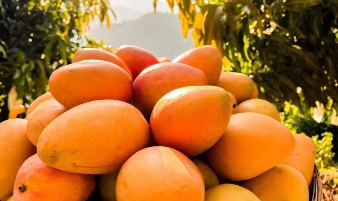 攀枝花芒果"天团"上新_米易县_推广_新品种