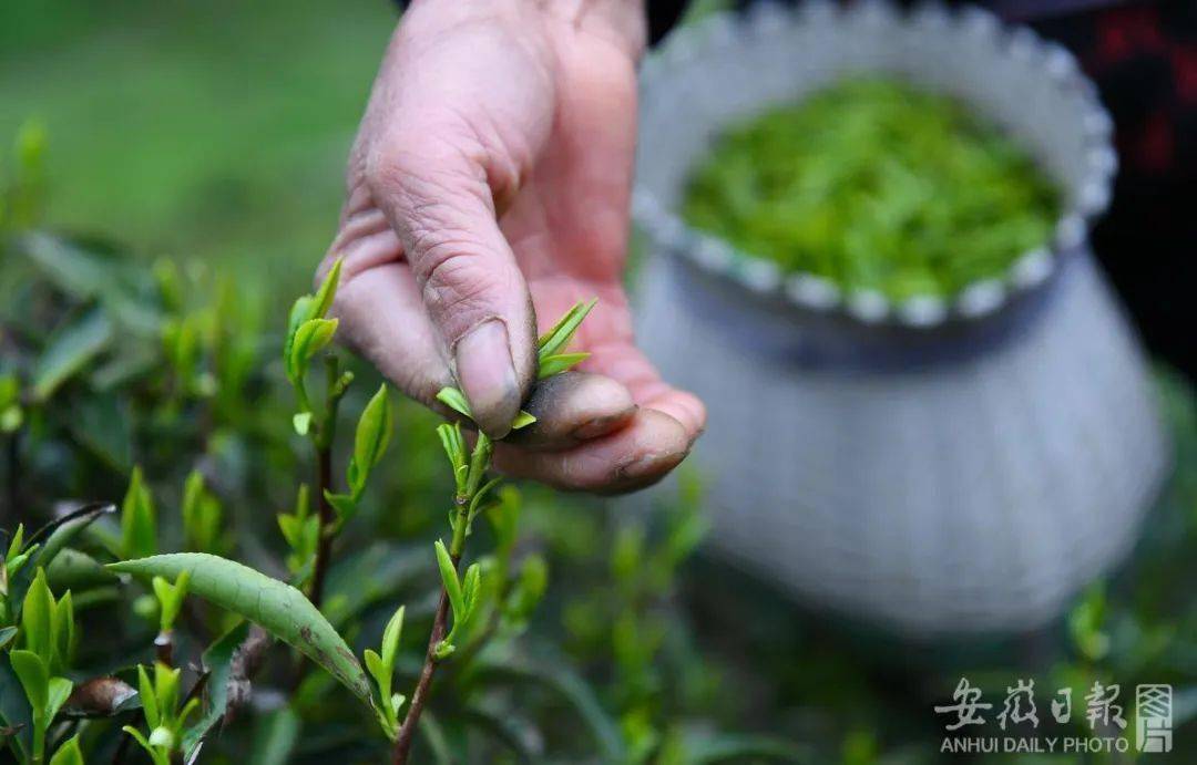 名茶,创于清中期(1725年前后,是介于红茶,绿茶之间半发酵的紧压茶