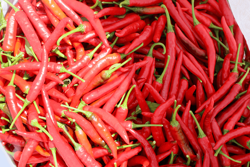 【关注】凤冈:"火辣"产业奏响丰收"椒"响曲_辣椒_种植_发展