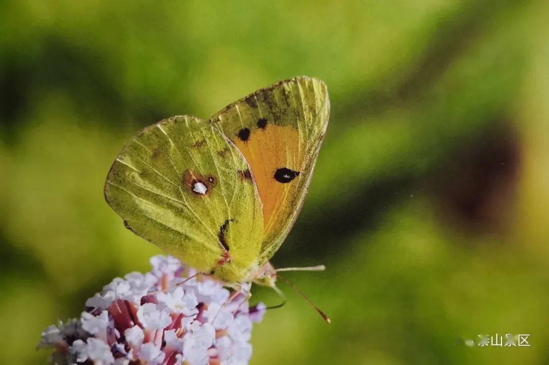【泰山昆虫科普】——橙黄豆粉蝶_景区_幼虫_橙黄色