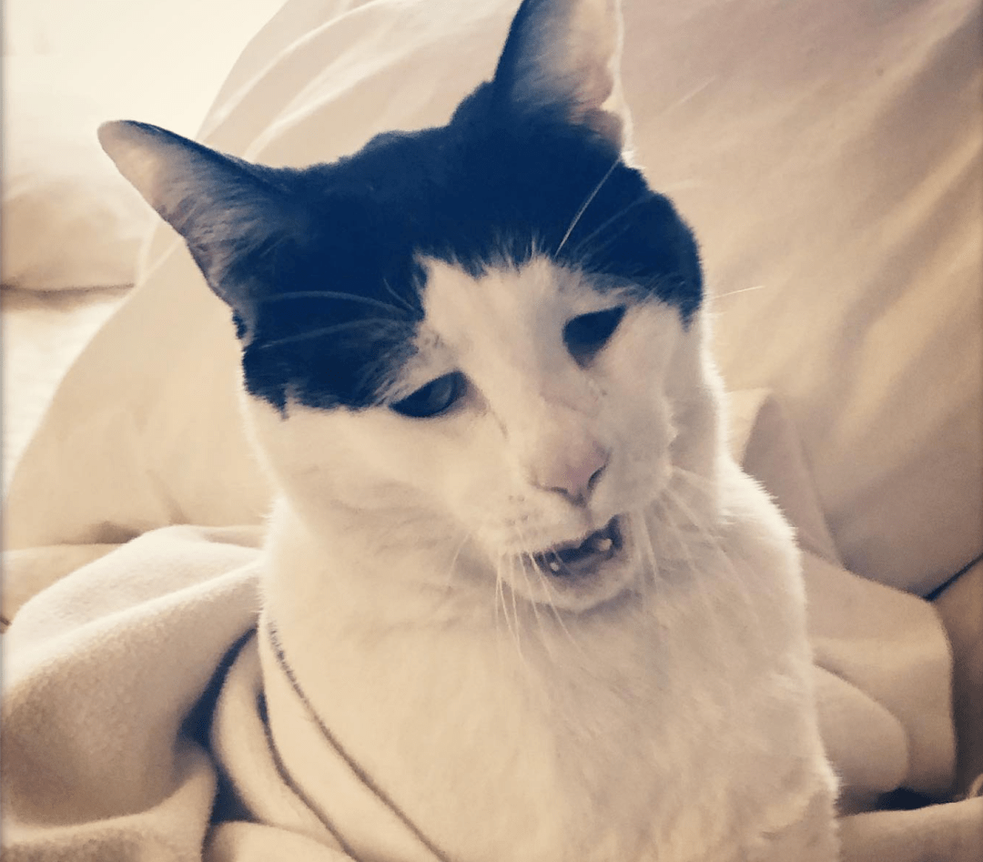 超丧脸猫:如果你没我可爱就禁止你悲伤!_弟弟_思考_妹妹