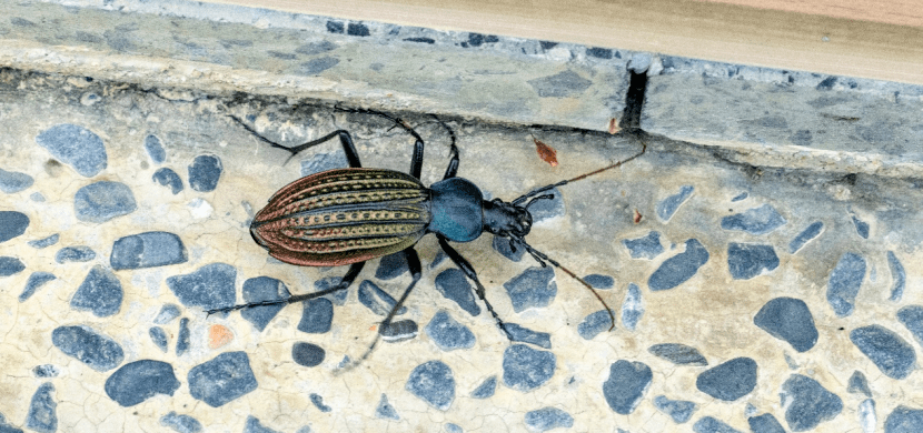 山之博物馆会客厅门前的硕步甲▲少见的土壤动物双尾虫▲隐藏在树丛