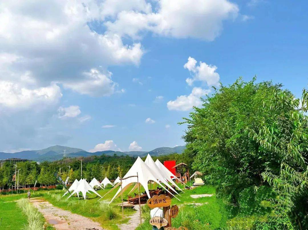 安宁又新增网红打卡点,向日葵花海正式进入盛花期!_生活_太阳_白色