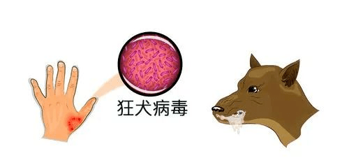 一旦发病致死率100%！扬州疾控重要提醒……