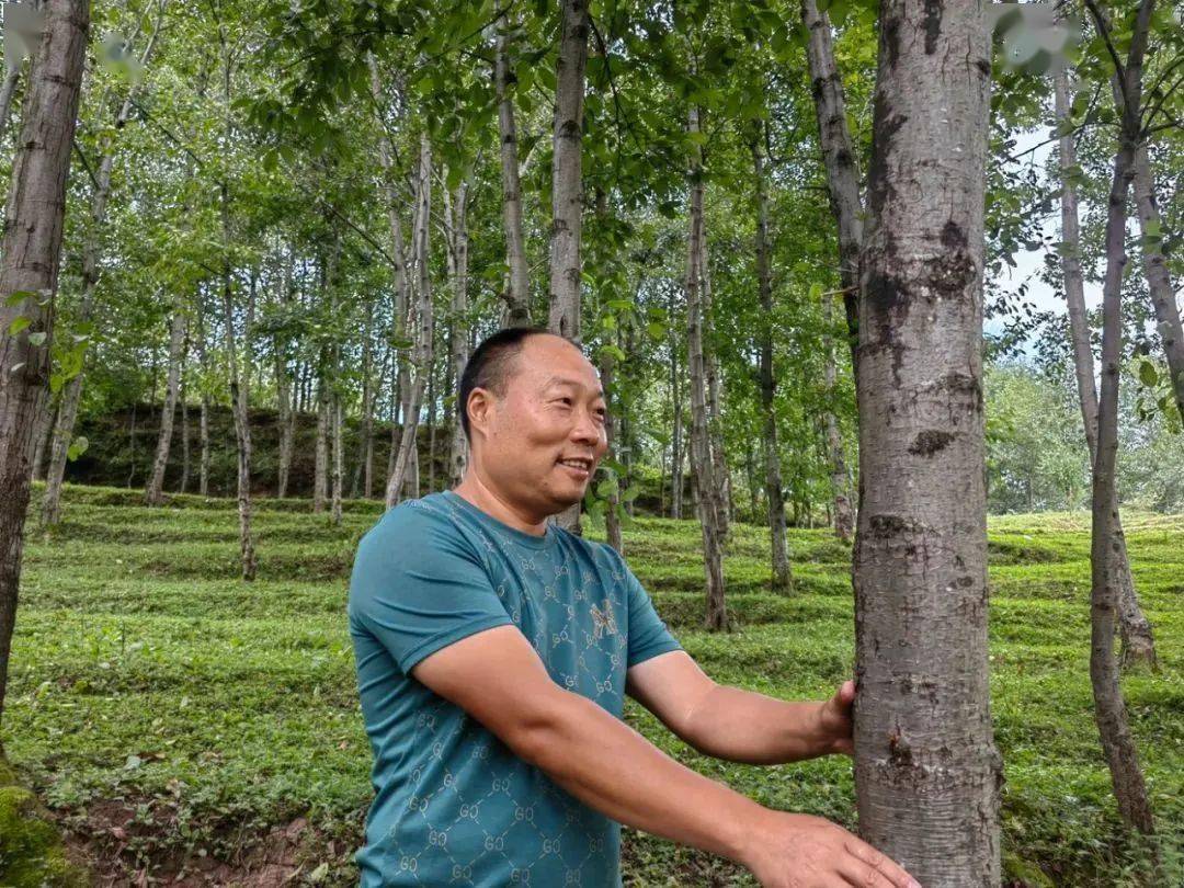 案例｜小小红豆杉开辟新天地_手机搜狐网