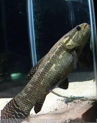 致---大型加拉辛玩家_水族_混养_品种