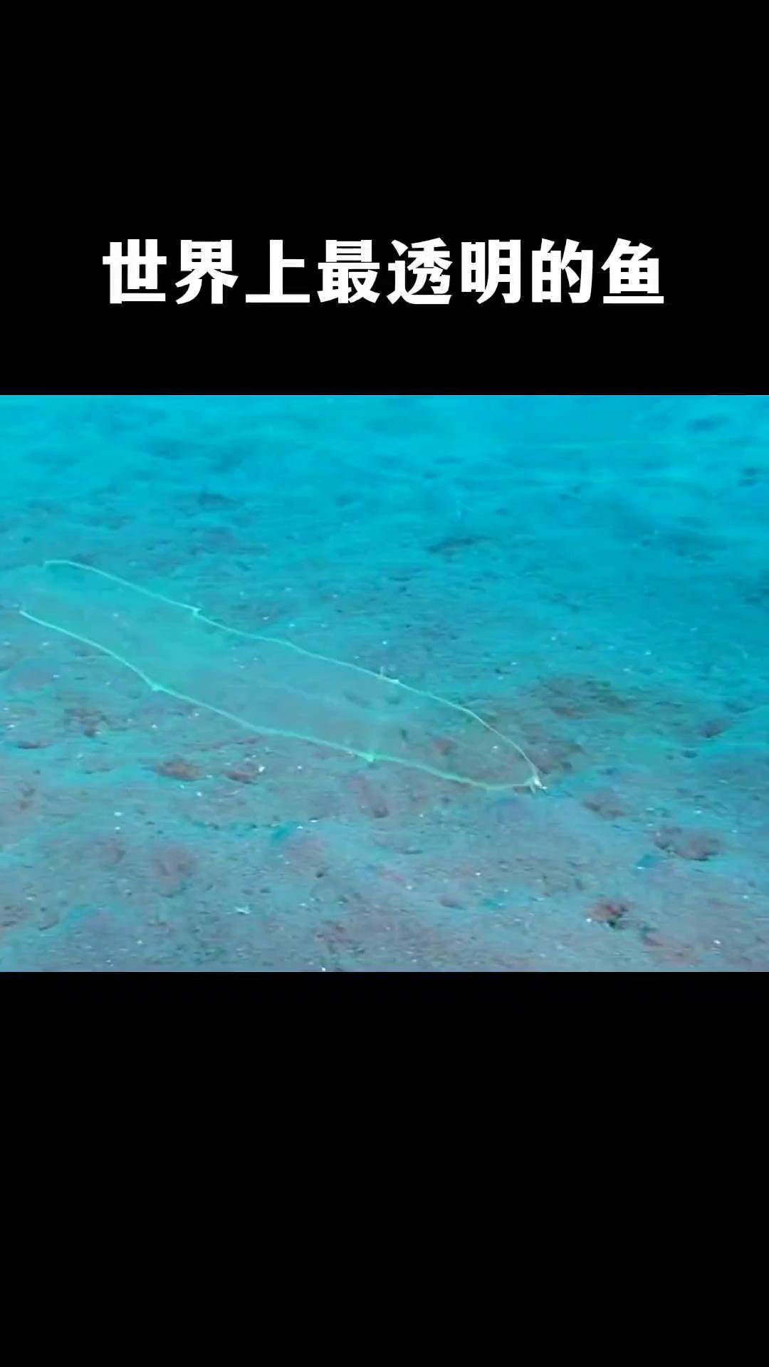 全身通体透明的鱼,你见过吗?奇闻趣事 涨知识 柳叶鳗