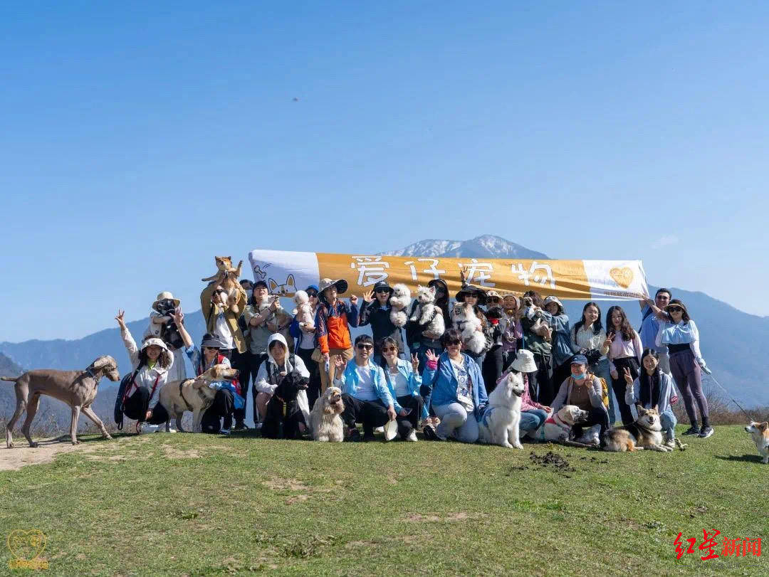 出游无法带宠物?"宠物旅行团"一招解决