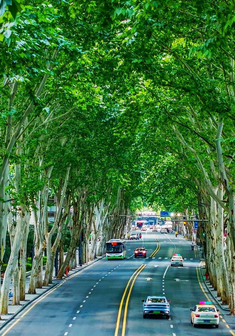 首批"武汉最具特色林荫路"网络评选启动_市民_评比_园林