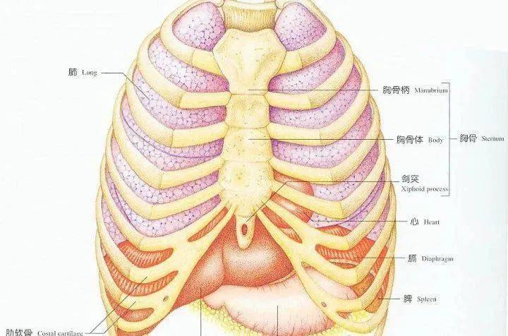 胸骨中下段示意图图片