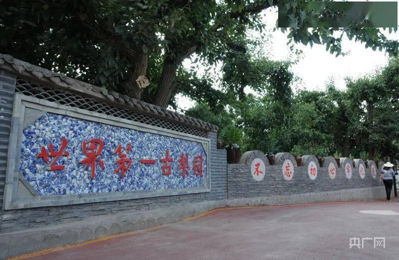 甘肃兰州:在黄河之畔遇见"世界第一古梨园"05_李红军_什川镇_乡村