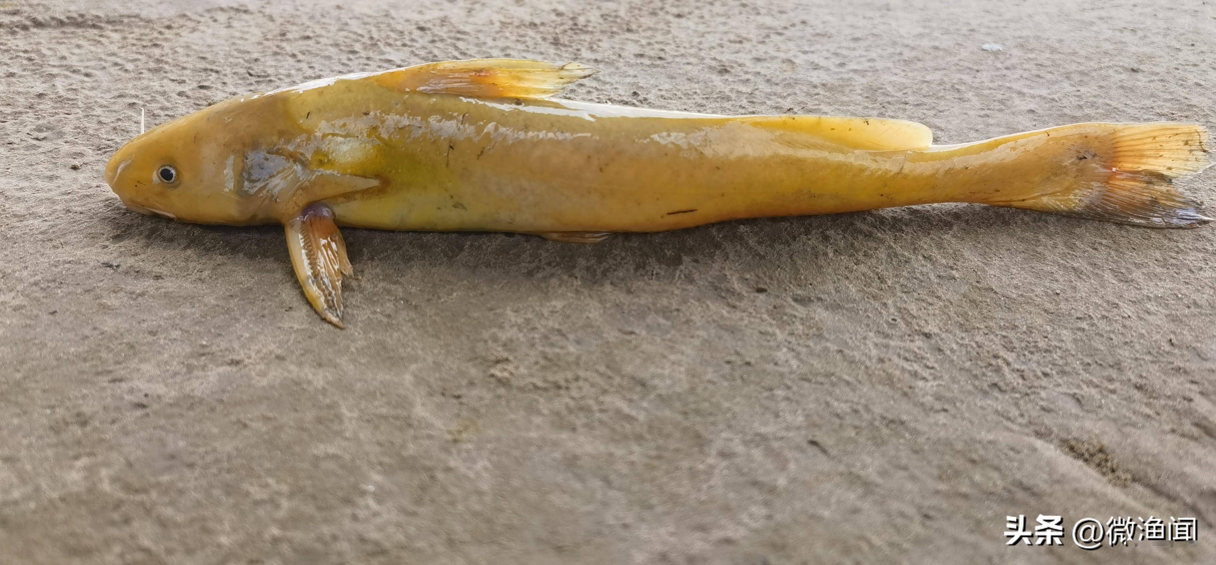 钓友老马刚抛下鱼竿没多久,就钓获了一条20多公分长的牛尾巴鱼.