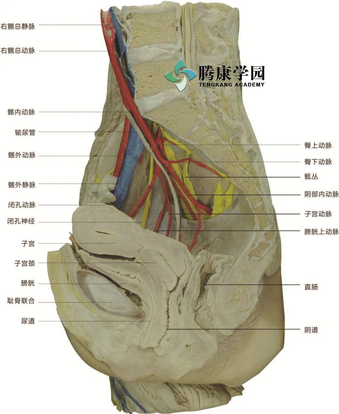 子宫直肠窝图片位置图片