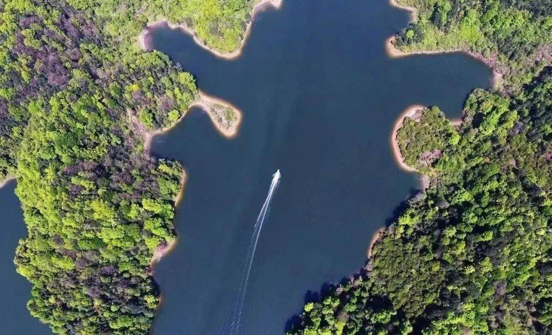 飞剑潭有机活鱼:不能放过的人间美味_鳜鱼_宜春_鳙鱼