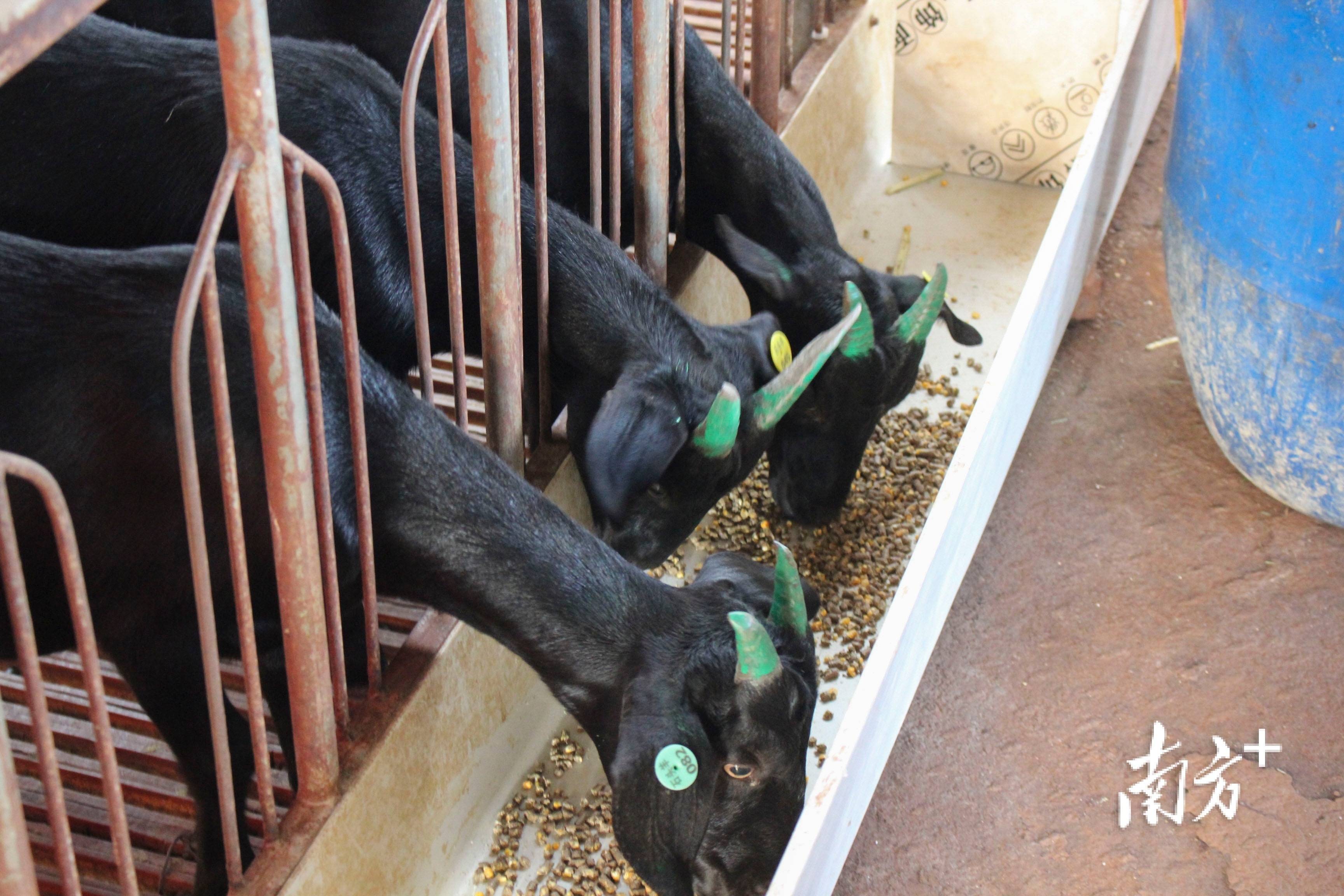 "秸"尽所能,广东大学生"三下乡"突击队让惠来黑山羊吃上"营养餐"_养殖