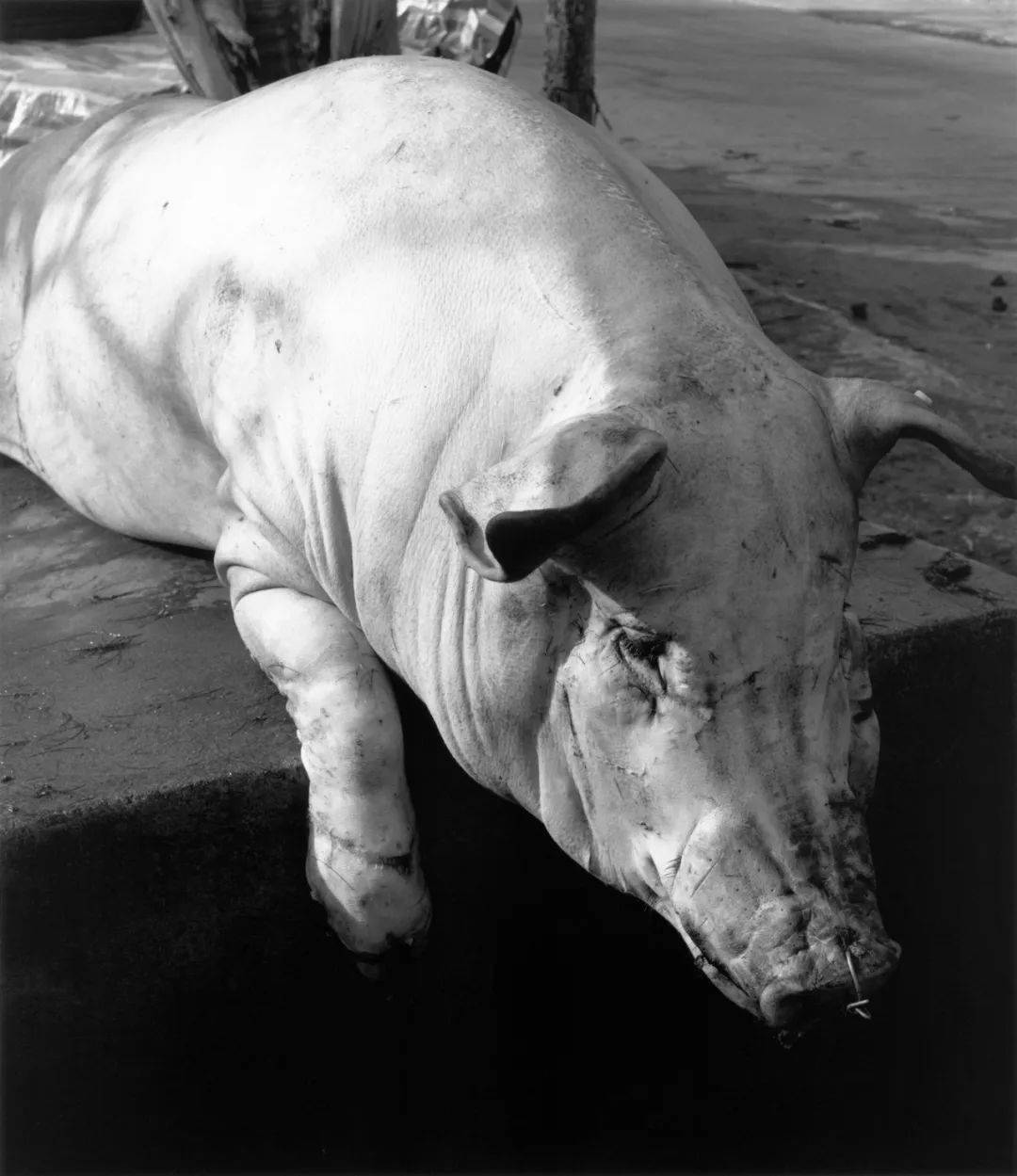 银盐写生:付羽十年"习作"及新书预售_摄影_in_and