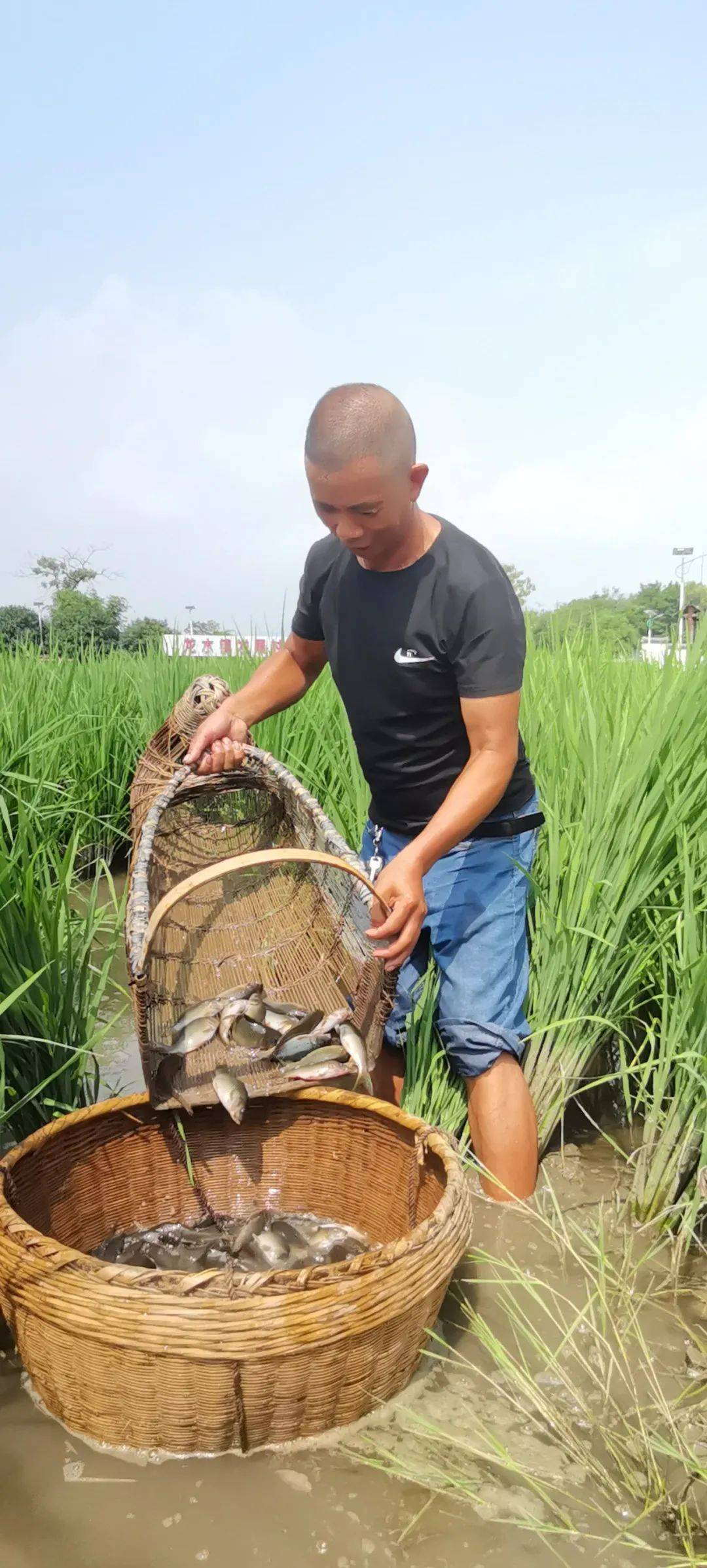 舌尖上的乡村丨全州禾花鱼:禾田中"游"出的宫廷贡品_唐荫芝_养殖_鱼肉