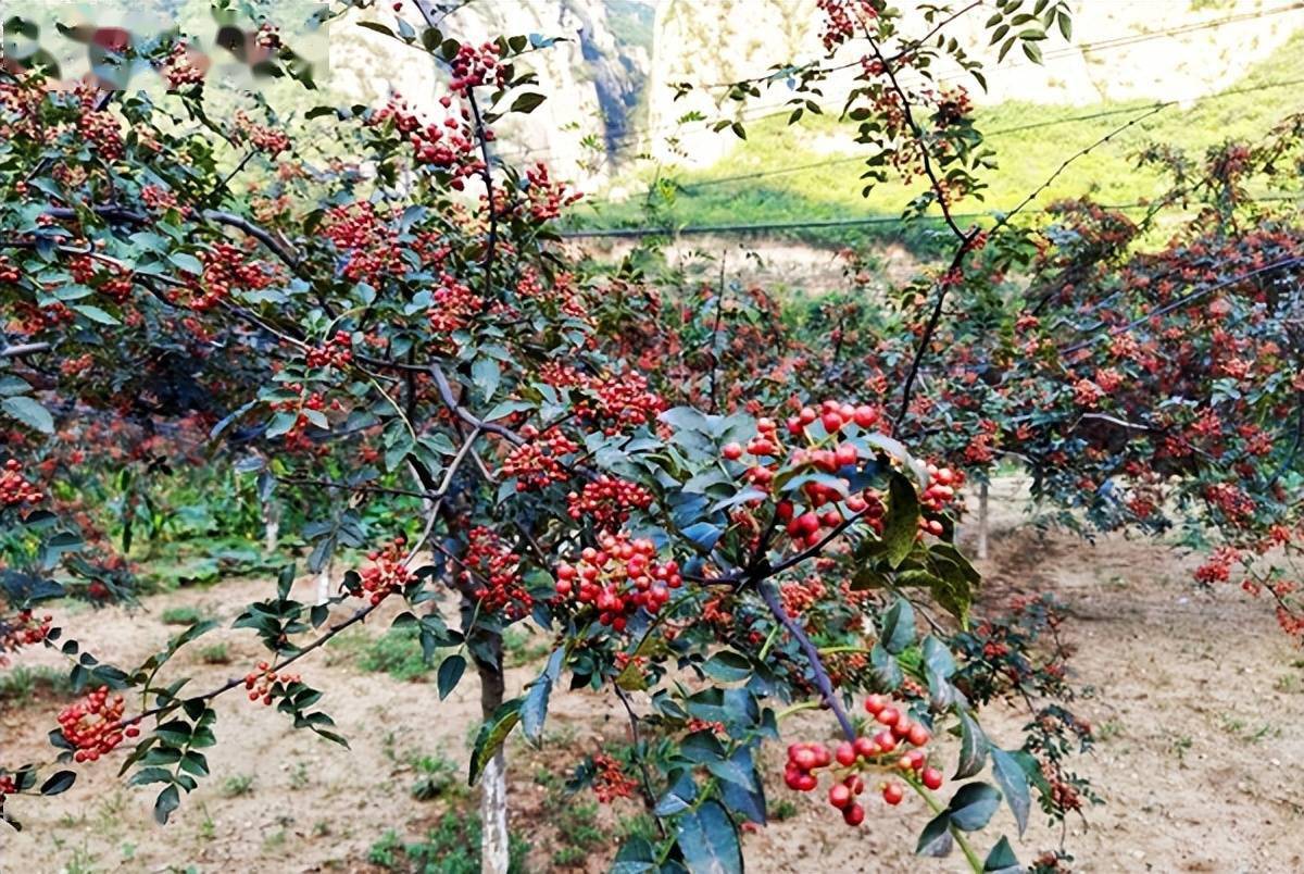 花椒树种植图片