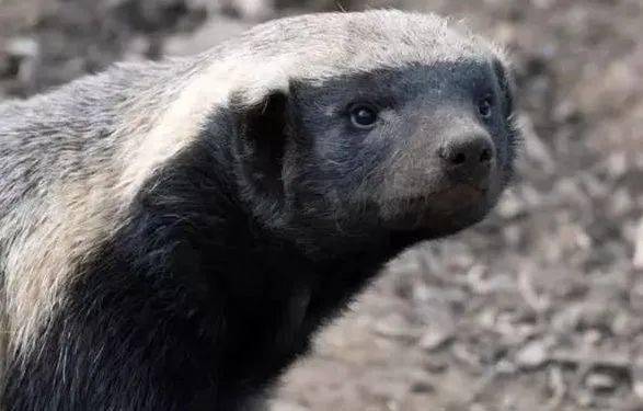 很"能打"的平头哥——银钢蜜獾150测评_搜狐汽车_搜狐网