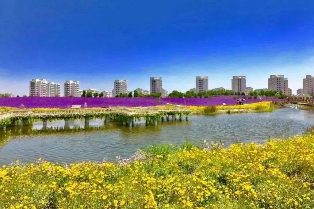 司法文苑 | 紫金花海_金川_时代风貌_金昌市