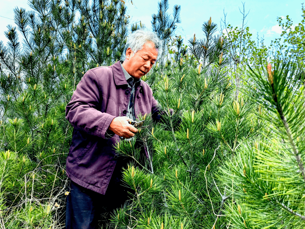 太行新愚公 荒山变林海——全国林业劳模郭镇忠植树记_彩虹_村民_情况