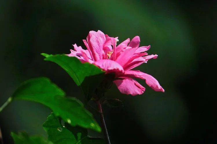 花卉摄影:秋瑾