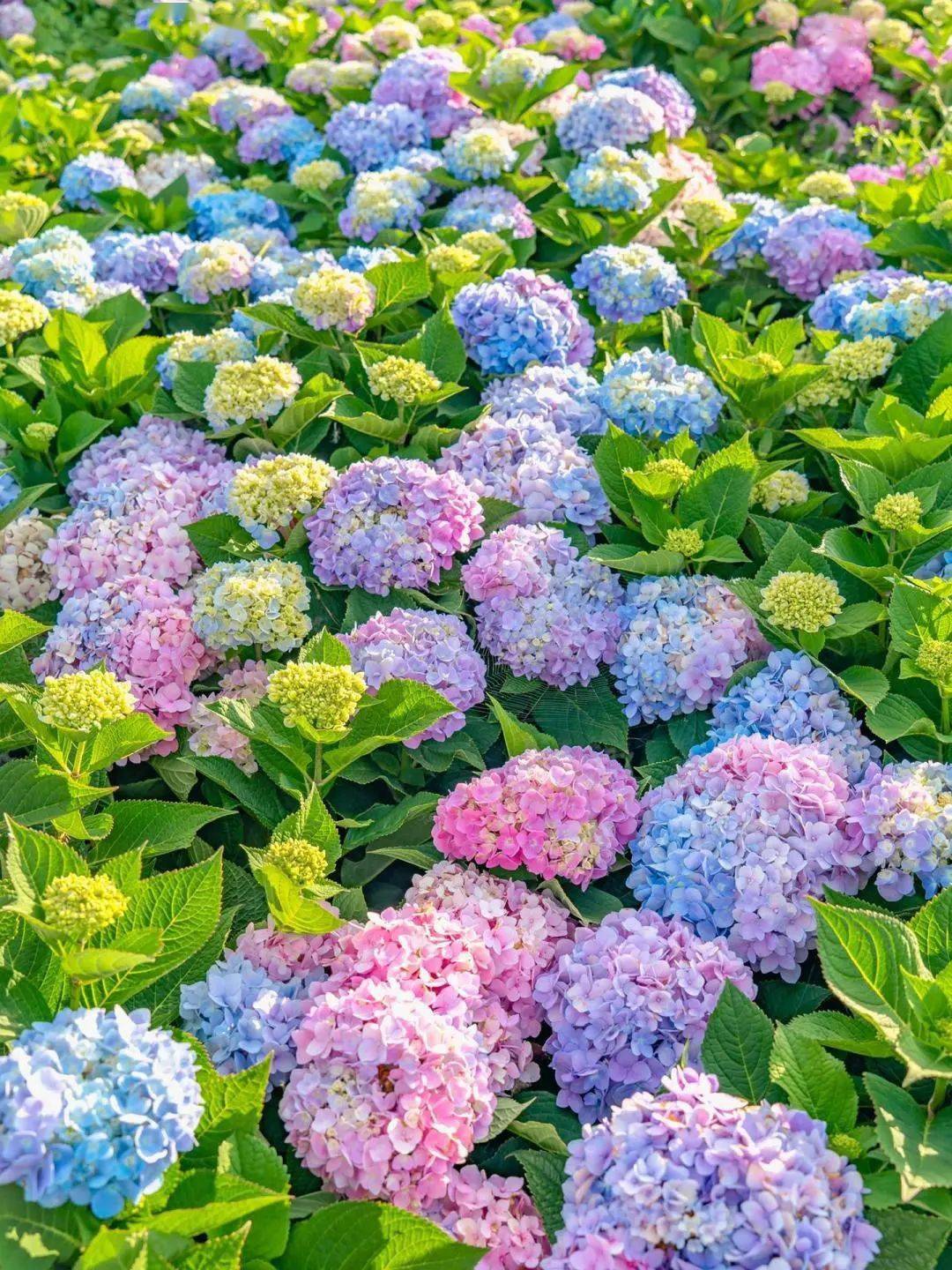 哇晒昆明 | 来看看独属春城的浪漫花花世界