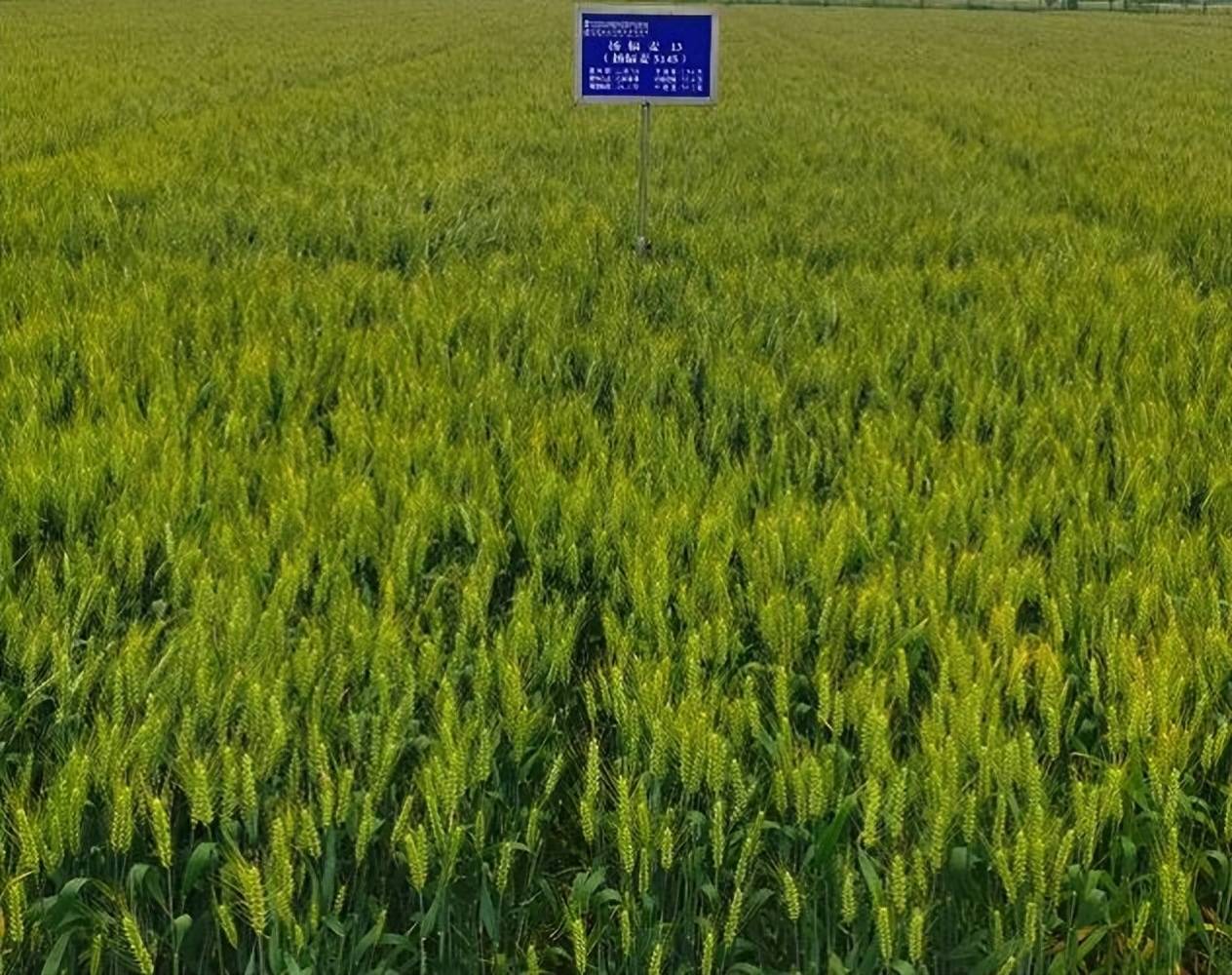 配图"2022年秋播,扬麦23,扬麦28,扬辐麦13和扬麦37等主推品种推广面积