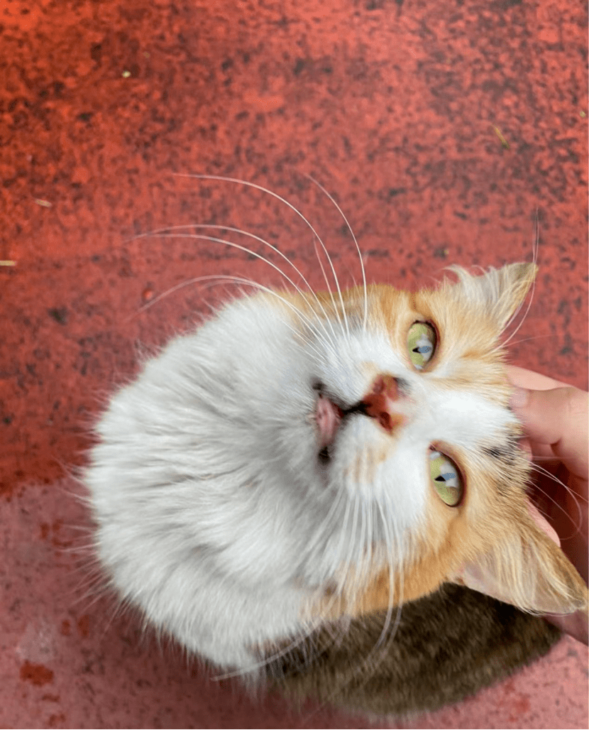 "财"遇见你 | #招财喵:喵喵喵,有新人类入住_猫咪_猫猫_妹妹