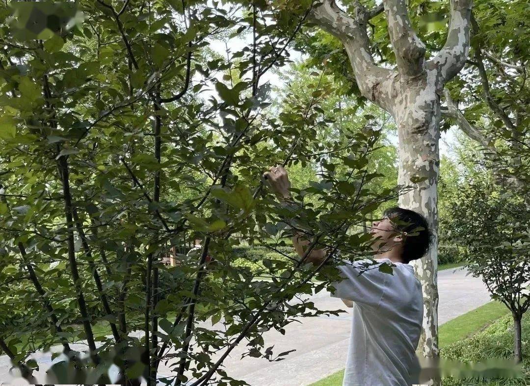 本次活动主要针对美人梅进行修剪,目的在于调节整体生长趋势,集中养分