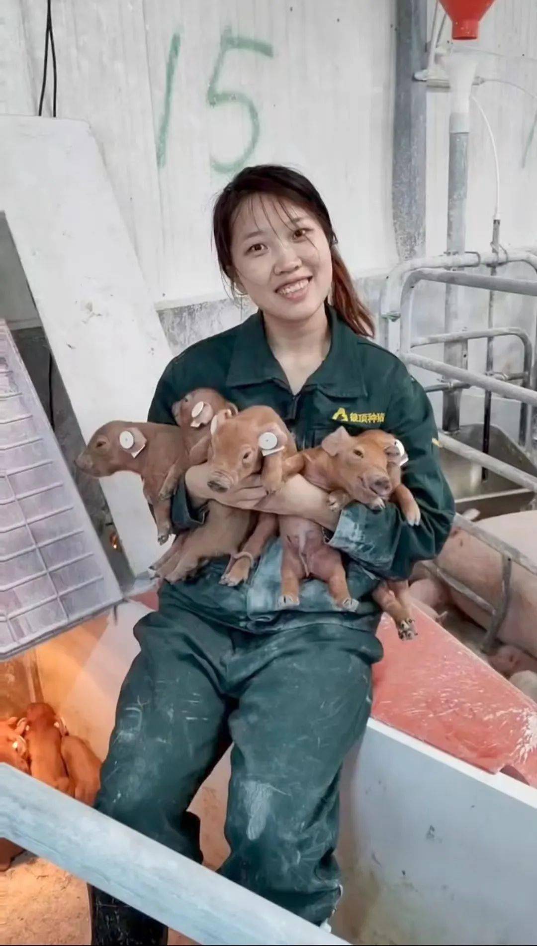 猪圈里,"00后"女孩杨依晨正在给种猪分娩,动作利索,整个过程一气呵成.