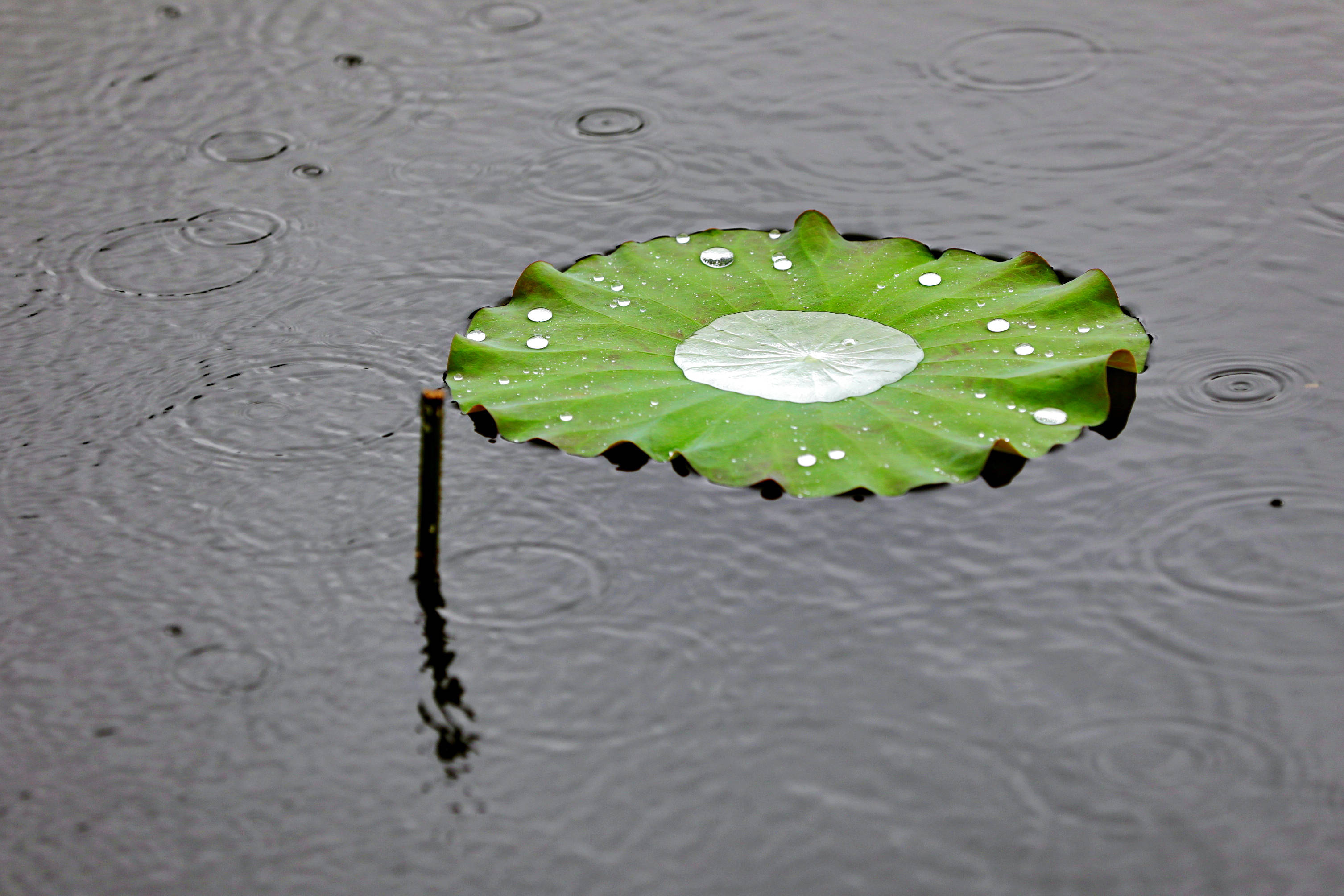 年8月29日在浙江省嘉兴市南湖区凌公塘文化主题公园拍摄的雨中荷叶